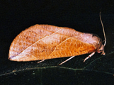 Arcyophora longivalvis